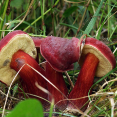 Мицелий Моховика красного / Боровик красный (Xerocomus rubellus) Мицелий Моховика красного / Боровик красный (Xerocomus rubellus)